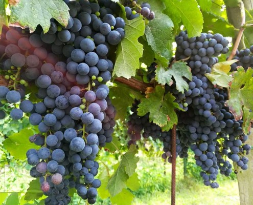 Vendemmia Casa in Campagna